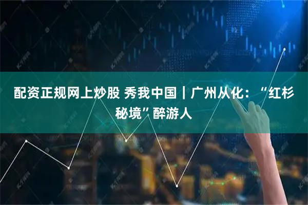 配资正规网上炒股 秀我中国｜广州从化：“红杉秘境”醉游人